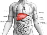 LIVER & KIDNEY PANEL