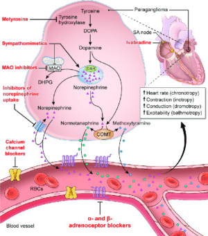 CATECHOLAMINES, PLASMA