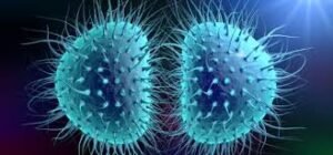 CHLAMYDIA TRACHOMATIS PCR